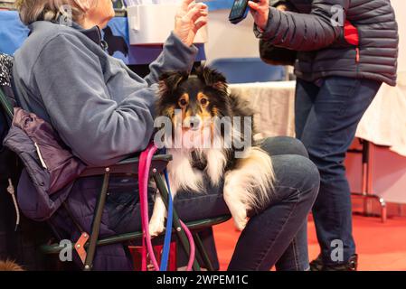 Crufts 2024 entdecken Sie Hunde, Hunde in der Gegend Stockfoto