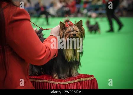 Birmingham, Großbritannien. März 2024. Crufts 2024: Tag 1 der weltberühmten Hundeshow im NEC in Birmingham. Mehr als 25.000 Hunde und 166.000 Fans werden während der dreitägigen Show besuchen, bevor Best in Show am letzten Tag ausgezeichnet wird. Guy Corbishley/Alamy Live News Stockfoto