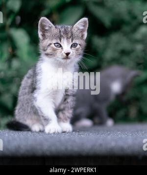 Ruhiger Tabby Kitten sitzt auf einer grauen Oberfläche. Stockfoto