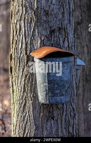 Metalleimer mit Deckel zum Auffangen von zuckerahornsaft auf einer Amischen Farm in Mecosta County, Michigan, USA Stockfoto