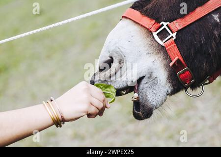 Maul eines gierigen Esels, der ein Blatt isst Stockfoto