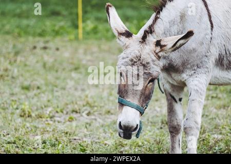 Porträt eines kleinen Esels auf einem Feld Stockfoto
