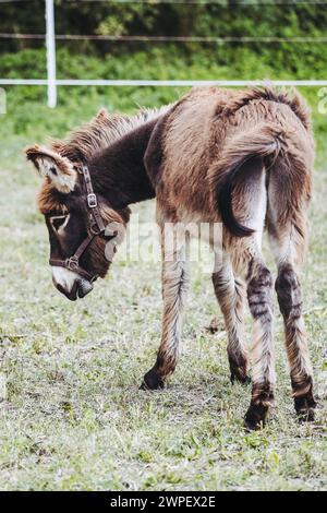 Porträt eines kleinen Esels auf einem Feld Stockfoto