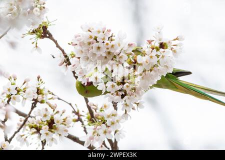 London, Großbritannien. 7. März 2024. Wetter in Großbritannien – Ein Ringhals-Sittich isst frühblühende Blüten in St. James's Park. Der National Trust sagt, dass die Frühlingsblüten vier Wochen früher blühen, weil der Winter milde und der Februar warm ist, ein sichtbares Zeichen des Klimawandels. Quelle: Stephen Chung / Alamy Live News Stockfoto