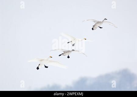 Eingehend... Bewick's Swans (Cygnus bewickii), kleine Schwäne; Tundra-Schwäne im Flug, ganze Familie, Paar mit zwei jungen Vögeln, die einfliegen, W Stockfoto