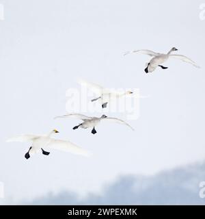 Eingehend... Bewick's Swans (Cygnus bewickii), kleine Schwäne; Tundra-Schwäne im Flug, ganze Familie, Paar mit zwei jungen Vögeln, die einfliegen, W Stockfoto