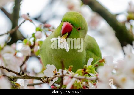 London, Großbritannien. 7. März 2024. Wetter in Großbritannien – Ein Ringhals-Sittich isst frühblühende Blüten in St. James's Park. Der National Trust sagt, dass die Frühlingsblüten vier Wochen früher blühen, weil der Winter milde und der Februar warm ist, ein sichtbares Zeichen des Klimawandels. Quelle: Stephen Chung / Alamy Live News Stockfoto