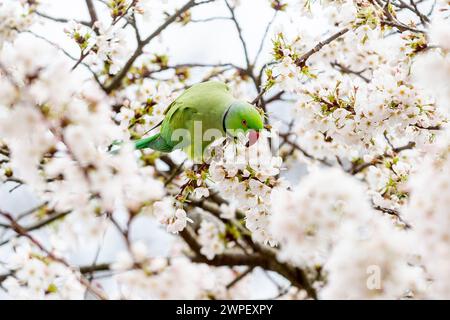 London, Großbritannien. 7. März 2024. Wetter in Großbritannien – Ein Ringhals-Sittich isst frühblühende Blüten in St. James's Park. Der National Trust sagt, dass die Frühlingsblüten vier Wochen früher blühen, weil der Winter milde und der Februar warm ist, ein sichtbares Zeichen des Klimawandels. Quelle: Stephen Chung / Alamy Live News Stockfoto