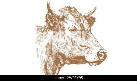 Kuh, Stier, Rindfleisch. Vintage-Retro-Druck, schwarz-weiße Kuh, Stier, Rindfleisch Sketch-Tinte Bleistiftzeichnung, Gravur Old School. Skizzieren Sie Bildmaterial Silhouette Kopf Kuh. Seitenansicht des Rinderbullen. Vektorabbildung Stock Vektor