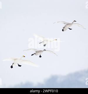 Der Einflug... Zwergschwan * Cygnus bewickii *, seltene Zwergschwäne im Flug, setzen zur Landung an, Familie mit Jungvogel, Familienverbund im Winter, Pärchen fliegt gemeinsam mit zwei Jungvögeln ein, überwintern in Westeuropa, heimische Natur, Europa Incoming... Bewicks Schwäne Cygnus bewickii, kleine Schwäne Tundra Schwäne im Flug, ganze Familie, Paar zusammen mit zwei Jungvögeln fliegen, Wildtiere, Europa. Nordholland Niederlande, Westeuropa Stockfoto