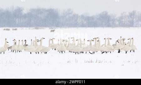 In Reih und Glied... Zwergschwan Cygnus bewickii , große Gruppe, Trupp Zwergschwäne im Winter, Schnee, mit Jungvögeln, versammelt, rasten auf einem Feld, sehr seltene Wintergäste in Westeuropa, Brutvogel im hohen Norden *** Alert... Bewick s Swans Cygnus bewickii, kleine Schwäne, Tundra Swans große Gruppe, Herde, die alle zusammen auf einem schneebedeckten Feld sitzen, Wildtiere, Niederlande Europa. Nordholland Niederlande, Westeuropa Stockfoto