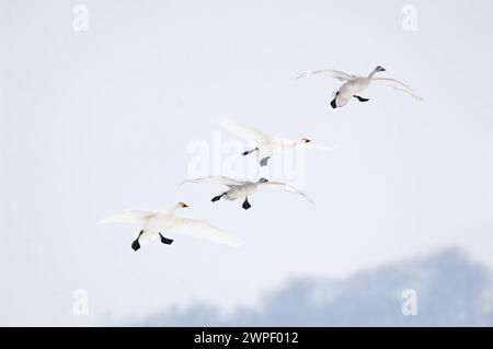 Der Einflug... Zwergschwan Cygnus bewickii , kleine Gruppe Zwergschwäne, Familie, Familienverbund, Familieneinflug, Pärchen fliegt gemeinsam mit zwei Jungvögeln ein, heimische Natur, seltene Wintergäste, überwintern in Westeuropa *** Incoming... Bewicks Schwäne Cygnus bewickii, kleine Schwäne Tundra Schwäne im Flug, ganze Familie, Paar zusammen mit zwei Jungvögeln fliegen, Wildtiere, Europa. Nordholland Niederlande, Westeuropa Stockfoto