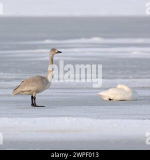 Nachwuchs bei den Zwergschwänen... Zwergschwan Cygnus bewickii , juvenil, noch grauer Jungschwan mit nicht ausgefärbtem Schnabel auf einer Eisfläche, daneben ein ruhender Altvogel *** juvenile... Bewick's Swan Cygnus bewickii auf einem gefrorenen See, Tierwelt, Niederlande, Europa. Nordholland Niederlande, Westeuropa Stockfoto