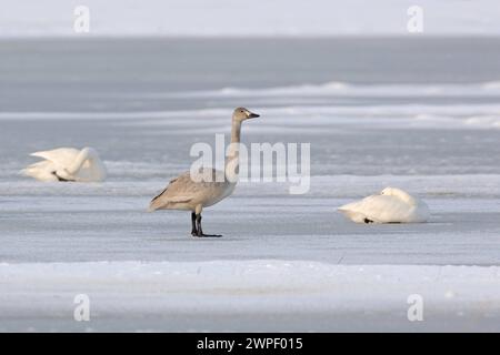 Nachwuchs bei den Zwergschwänen... Zwergschwan Cygnus bewickii , juvenil, noch grauer Jungschwan mit nicht ausgefärbtem Schnabel auf einer Eisfläche, daneben ein ruhender Altvogel *** juvenile... Bewick's Swan Cygnus bewickii auf einem gefrorenen See, Tierwelt, Niederlande, Europa. Nordholland Niederlande, Westeuropa Stockfoto