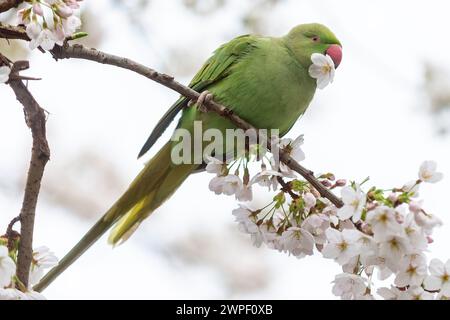 London, Großbritannien. 7. März 2024. Wetter in Großbritannien – Ein Ringhals-Sittich isst frühblühende Blüten in St. James's Park. Der National Trust sagt, dass die Frühlingsblüten vier Wochen früher blühen, weil der Winter milde und der Februar warm ist, ein sichtbares Zeichen des Klimawandels. Quelle: Stephen Chung / Alamy Live News Stockfoto