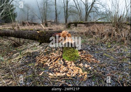 Rottweil, Deutschland. März 2024. Über Biberstämme genagt liegen in einem bewaldeten Gebiet in der Nähe eines Teichs. Quelle: Silas Stein/dpa/Alamy Live News Stockfoto