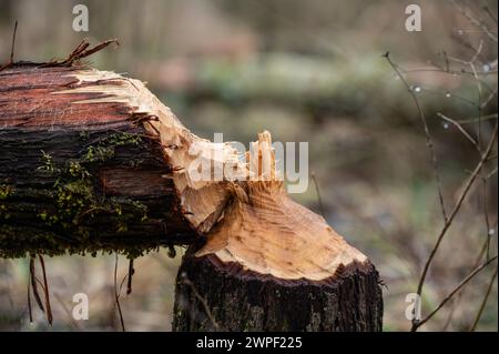 Rottweil, Deutschland. März 2024. Über Biberstämme genagt liegen in einem bewaldeten Gebiet in der Nähe eines Teichs. Quelle: Silas Stein/dpa/Alamy Live News Stockfoto