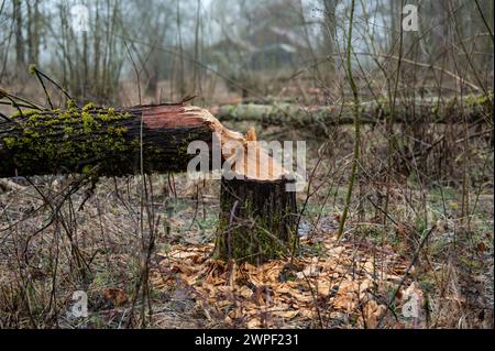 Rottweil, Deutschland. März 2024. Über Biberstämme genagt liegen in einem bewaldeten Gebiet in der Nähe eines Teichs. Quelle: Silas Stein/dpa/Alamy Live News Stockfoto