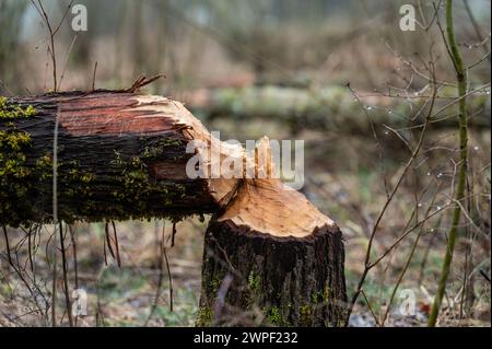 Rottweil, Deutschland. März 2024. Über Biberstämme genagt liegen in einem bewaldeten Gebiet in der Nähe eines Teichs. Quelle: Silas Stein/dpa/Alamy Live News Stockfoto