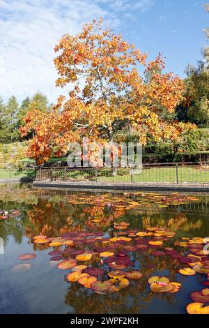 Herbstteich Lilly Reflections Stockfoto