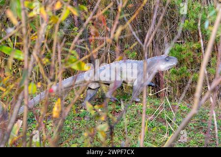 Dinosaurierpark in Krasiejów. Der größte Jurassic Park in Polen und sogar in Europa. Opole, Polen, 2018 Stockfoto