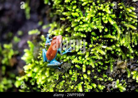 Erdbeergiftfrosch, Erdbeergiftfrosch oder Blaue Jeans Giftfrosch (Oophaga pumilio) in der natürlichen Umgebung, Bocas del Toro, Panama Stockfoto