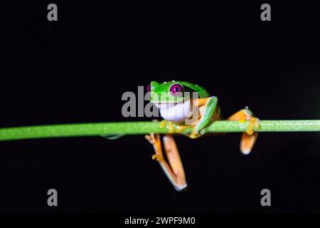 Lebendiger rotäugiger Baumfrosch, der nachts aktiv ist, sitzt auf einem nassen grünen Blatt im dichten tropischen Regenwald von Costa Rica. Stockfoto