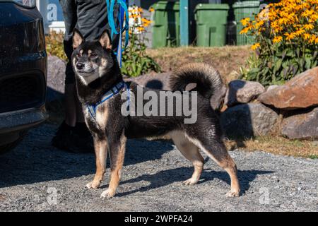 Shiba Inu steht auf den Hinterbeinen auf der Straße Stockfoto