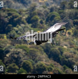 Condor fliegt in Cauca, Kolumbien Stockfoto