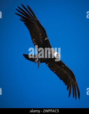 Condor fliegt in Cauca, Kolumbien Stockfoto