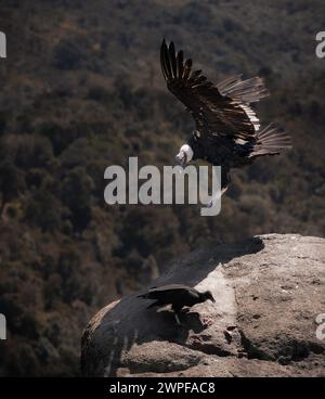 Condor fliegt in Cauca, Kolumbien Stockfoto