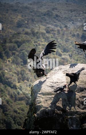 Condor fliegt in Cauca, Kolumbien Stockfoto