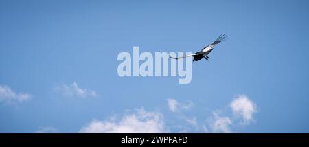 Condor fliegt in Cauca, Kolumbien Stockfoto