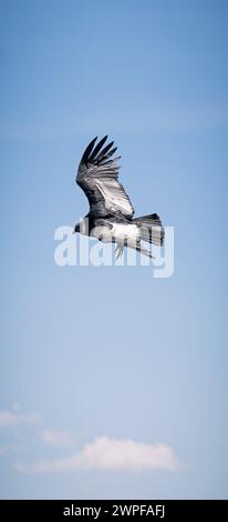 Condor fliegt in Cauca, Kolumbien Stockfoto