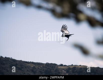 Condor fliegt in Cauca, Kolumbien Stockfoto