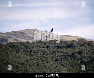 Condor fliegt in Cauca, Kolumbien Stockfoto