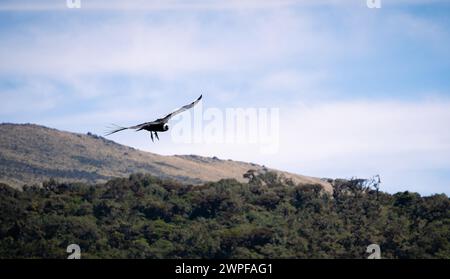 Condor fliegt in Cauca, Kolumbien Stockfoto