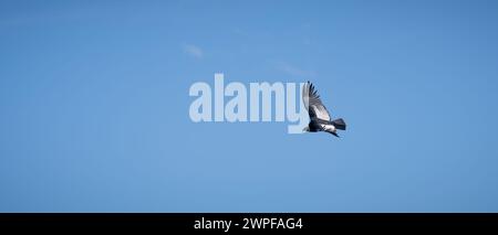 Condor fliegt in Cauca, Kolumbien Stockfoto