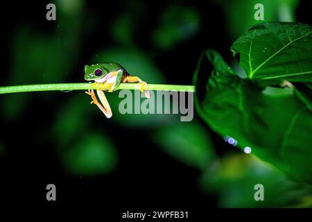 Lebendiger rotäugiger Baumfrosch, der nachts aktiv ist, sitzt auf einem nassen grünen Blatt im dichten tropischen Regenwald von Costa Rica. Stockfoto