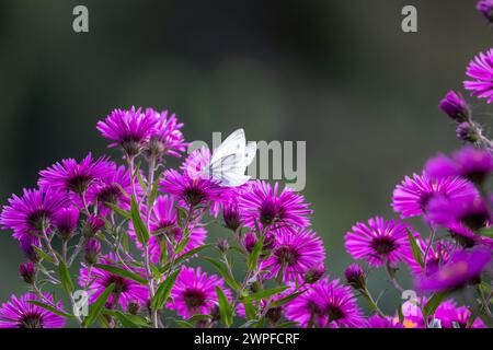 Ein Kohl-Schmetterling, Pieris rapae, besucht eine violette Arlington-Blume im Sauerland Stockfoto