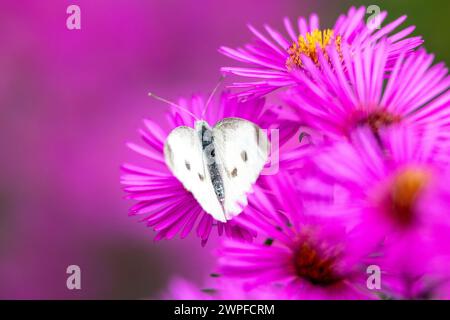 Ein Kohl-Schmetterling, Pieris rapae, besucht eine violette Arlington-Blume im Sauerland Stockfoto