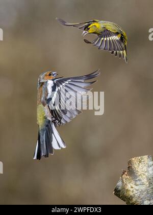 Kaffin- und Siselzändel im Spätwinter in Mittelwales Stockfoto