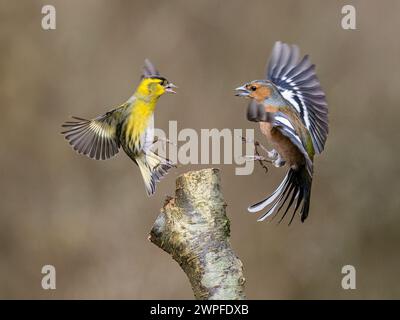 Kaffin- und Siselzändel im Spätwinter in Mittelwales Stockfoto