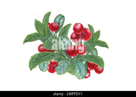 Preiselbeeren und Minzzweige. Kuhbeere, Heidelbeere. Pfefferminze, waldreife Beeren. Duftendes Grün und saftige rote Preiselbeere. Stockfoto