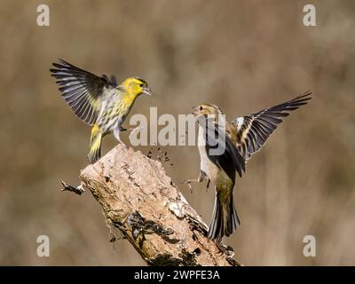 Kaffin- und Siselzändel im Spätwinter in Mittelwales Stockfoto