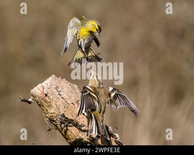 Kaffin- und Siselzändel im Spätwinter in Mittelwales Stockfoto