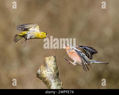 Kaffin- und Siselzändel im Spätwinter in Mittelwales Stockfoto