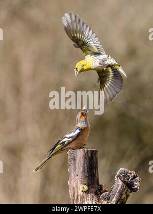 Kaffin- und Siselzändel im Spätwinter in Mittelwales Stockfoto