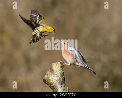 Kaffin- und Siselzändel im Spätwinter in Mittelwales Stockfoto