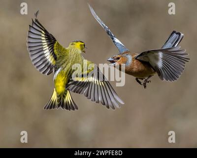 Kaffin- und Siselzändel im Spätwinter in Mittelwales Stockfoto